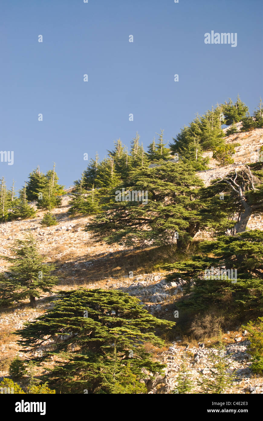 Cedar Trees (Cedrus libani), Riserva di Shouf Biospher, Montagne di Chouf, Libano. Foto Stock