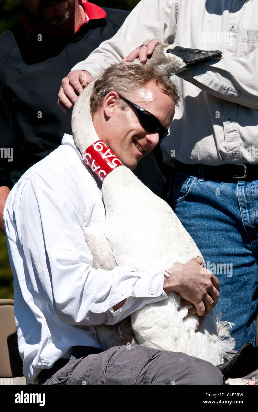 Un volontario mantiene un Trumpeter Swan prima del rilascio in prossimità Ovando, Montana. Foto Stock