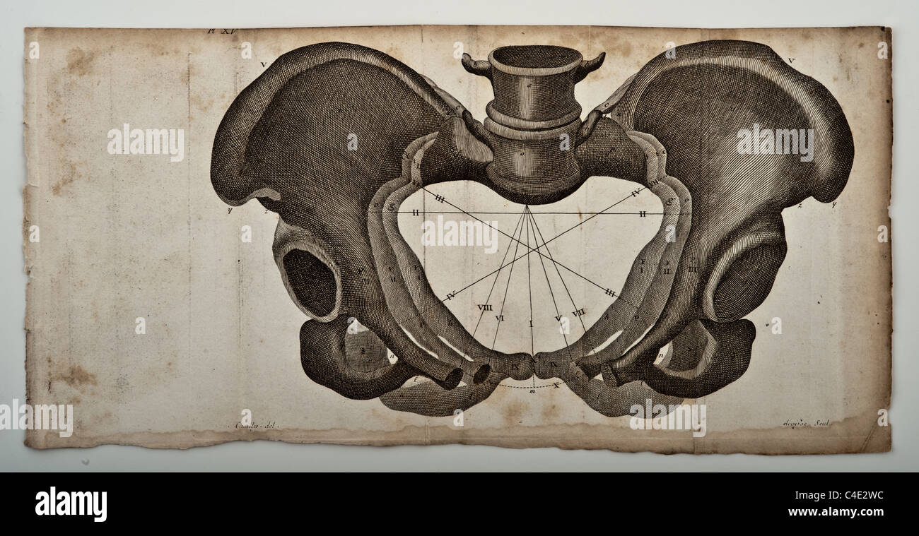 Illustrazione della pelvi umana copyright 1822 Foto Stock