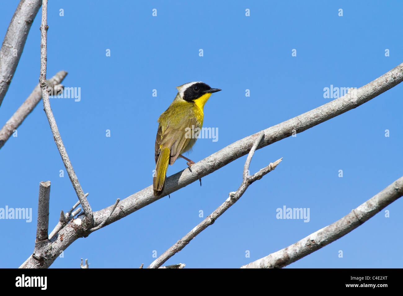 Yellowthroat comune Foto Stock