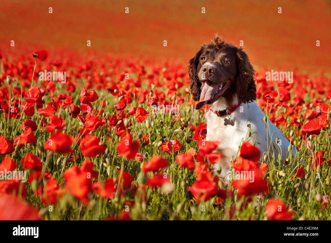 Cane sul campo di papavero Foto Stock