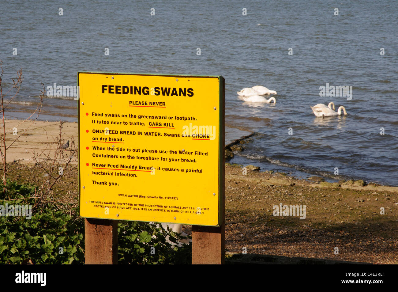 Un segno per dare consigli su come alimentare i cigni a Mistley in Essex Foto Stock
