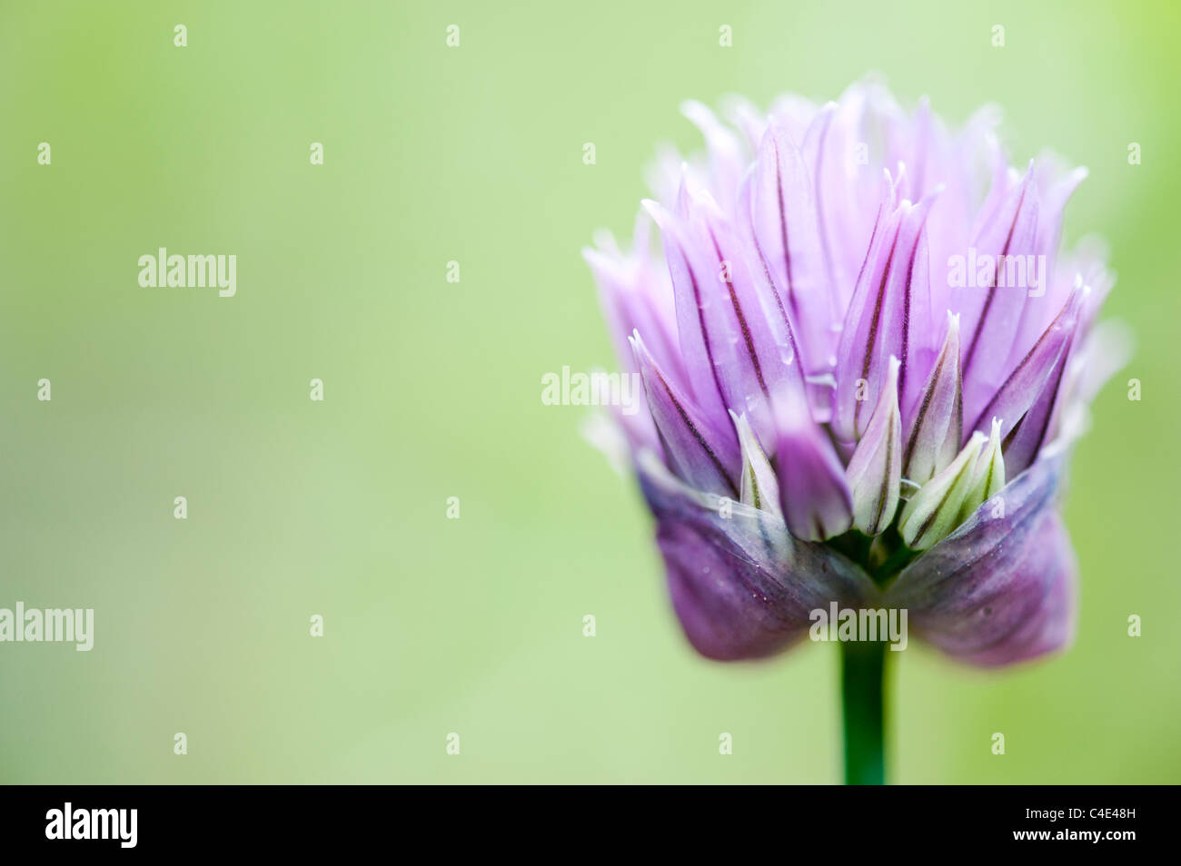 Allium schoenoprasum. Fiore di erba cipollina Foto Stock