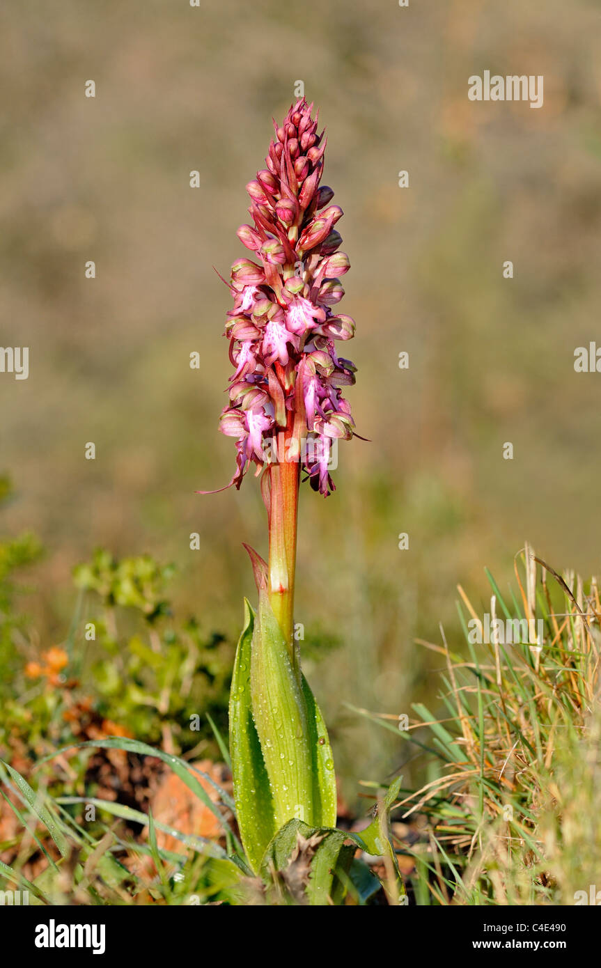 Himantoglossum robertianum, precedentemente Barlia robertiana, Pyrénées-Orientales,Francia Foto Stock