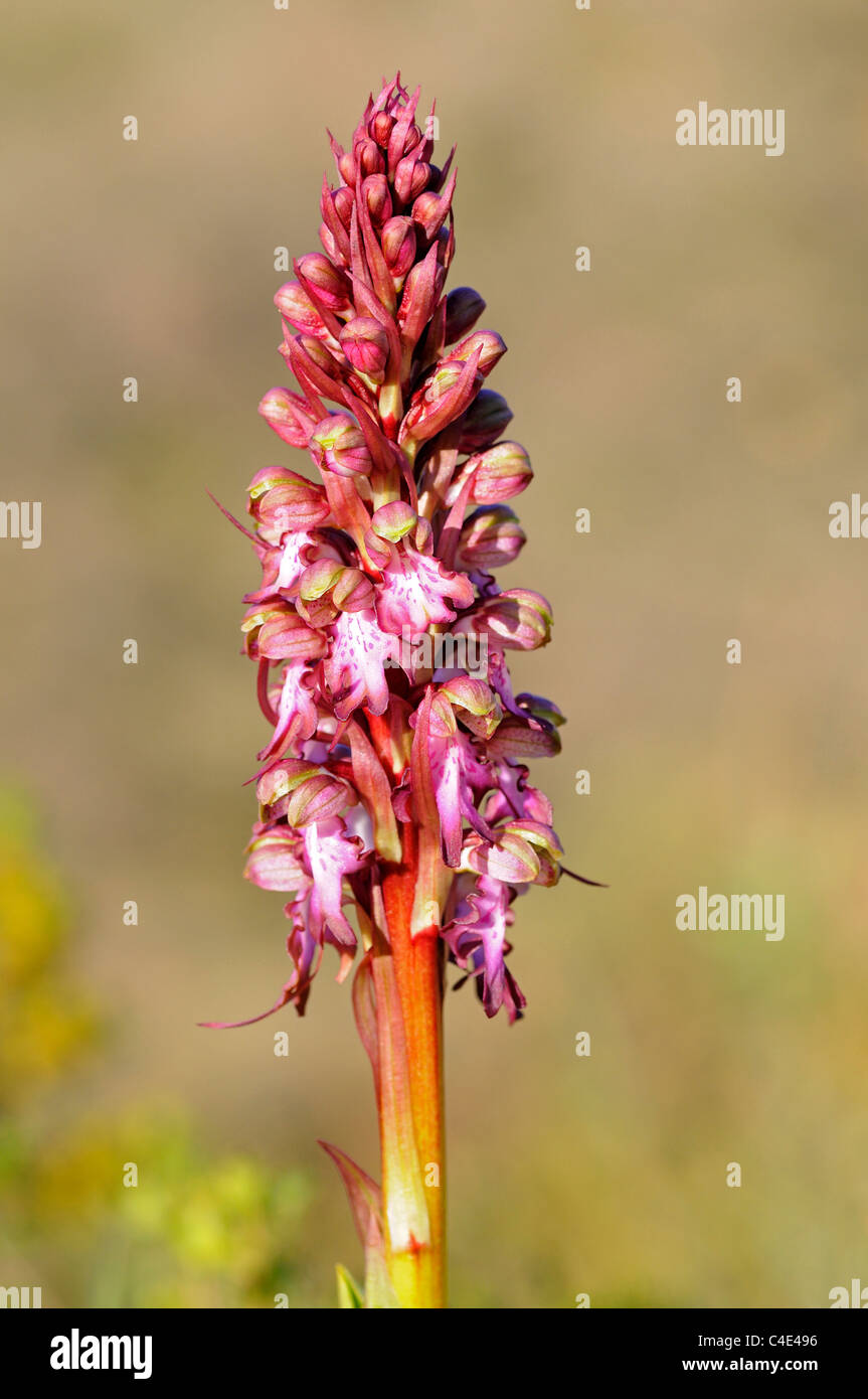 Himantoglossum robertianum, precedentemente Barlia robertiana, Pyrénées-Orientales,Francia Foto Stock