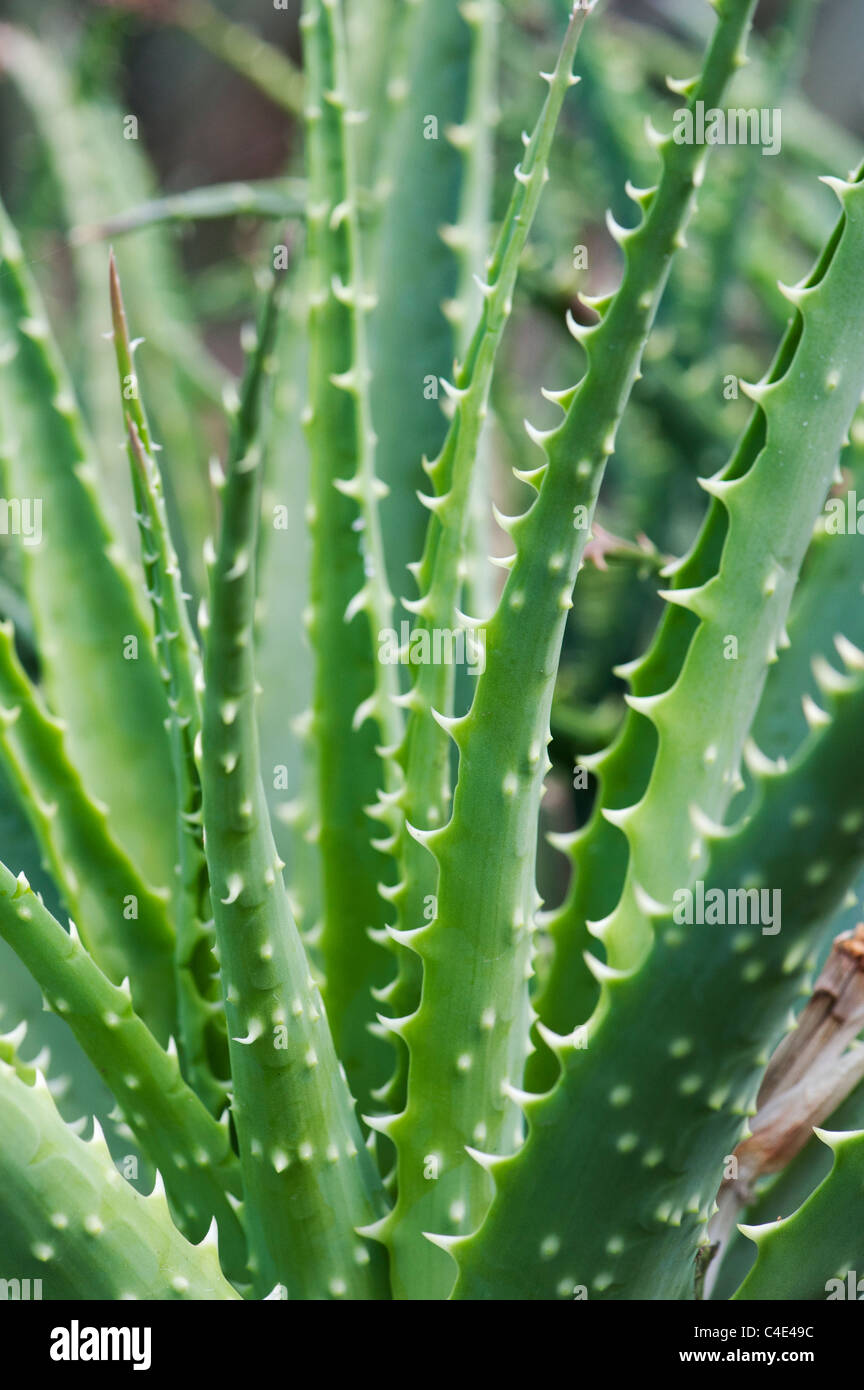 Aloe x spinosissima. Spider Aloe Foto Stock