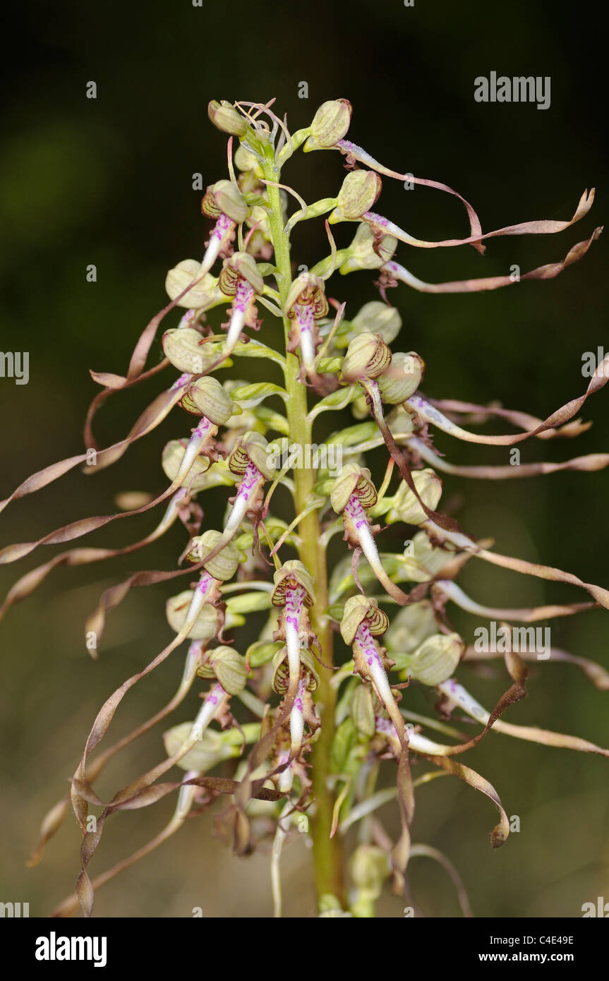 Lizard Orchid, Himantoglossum hircinum, orchidee terrestri, Orchidaceae Foto Stock