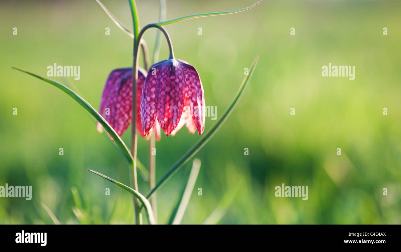 Fritillaria meleagris Testa di serpenti fritillary fiori selvatici nella campagna inglese. Nord Prato, Cricklade, Inghilterra Foto Stock