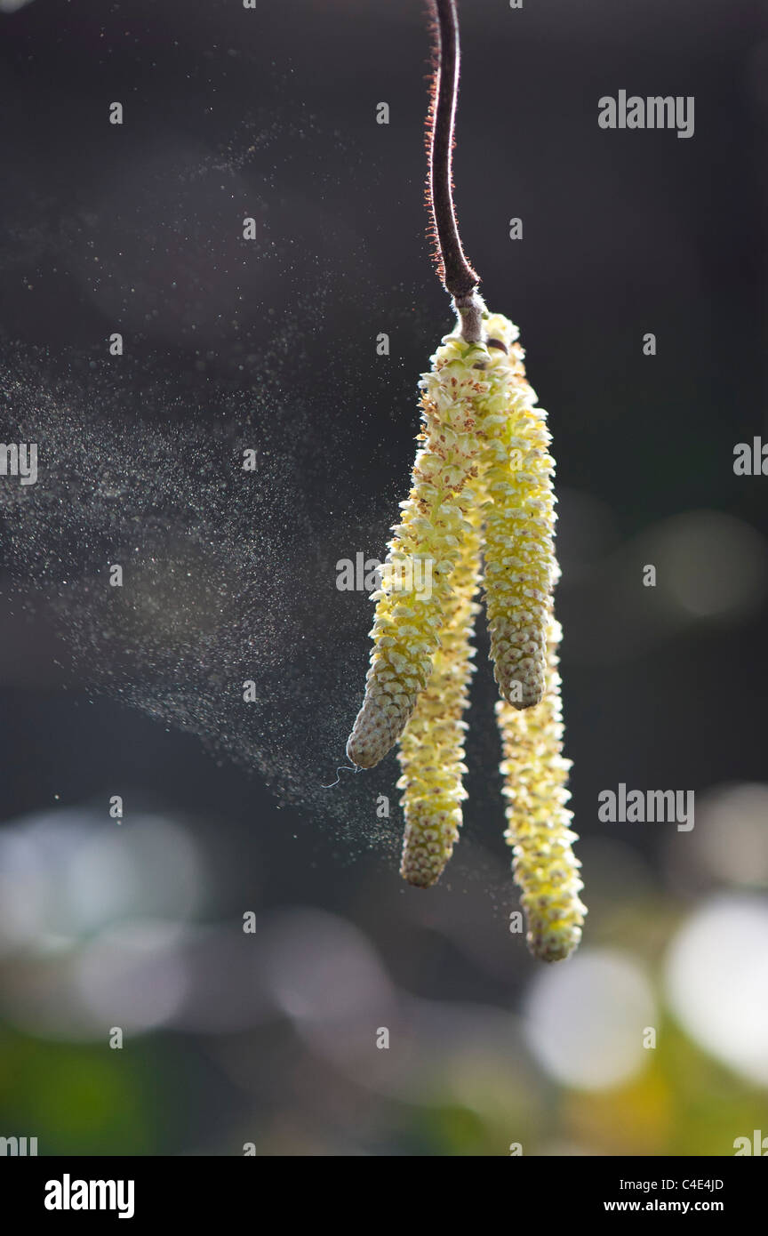 Corylus avellana, "Contorta' . Struttura di cavatappi Hazel amenti di rilasciare il polline Foto Stock