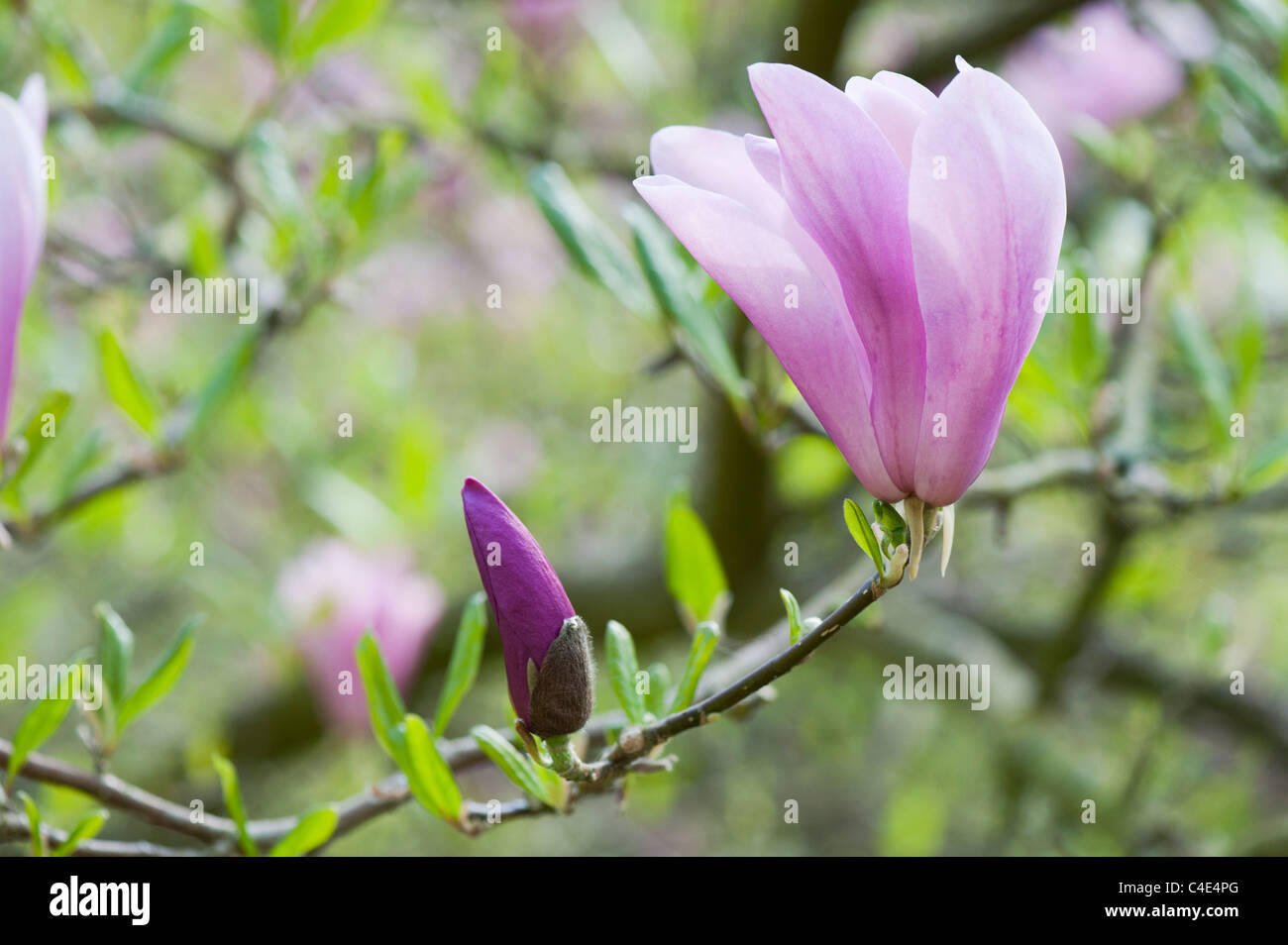 Magnolia 'Randy' Fiore in apertura nella primavera. Regno Unito Foto Stock