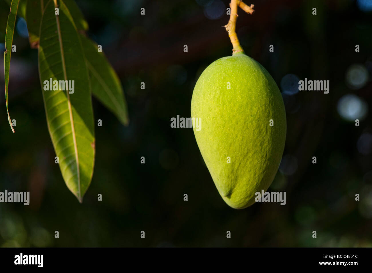 Mangifera indica. La maturazione Mango su un albero in campagna indiana Foto Stock