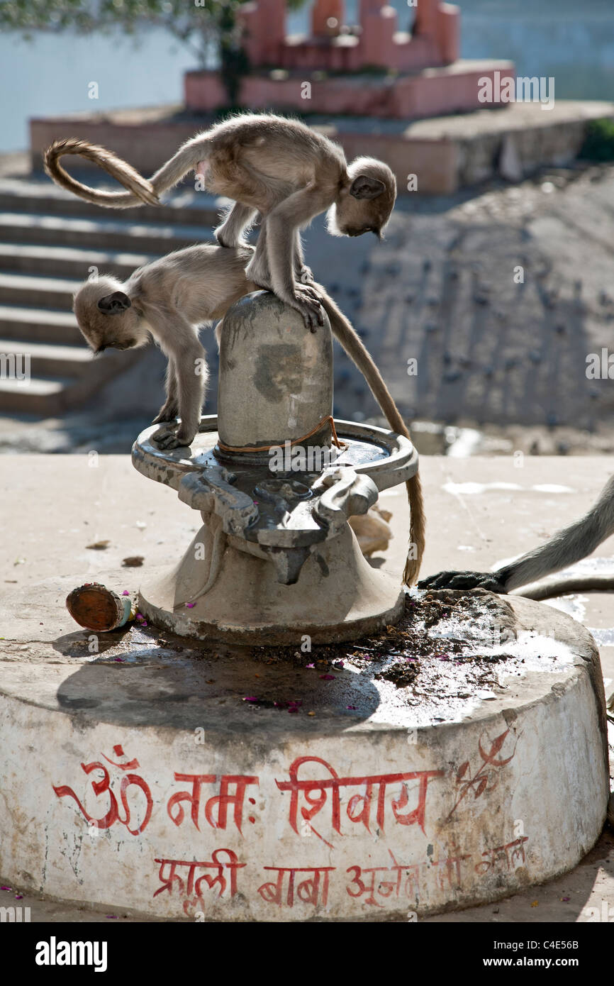 Giovani scimmie giocando su un lingam di Shiva. Pushkar. Il Rajasthan. India Foto Stock