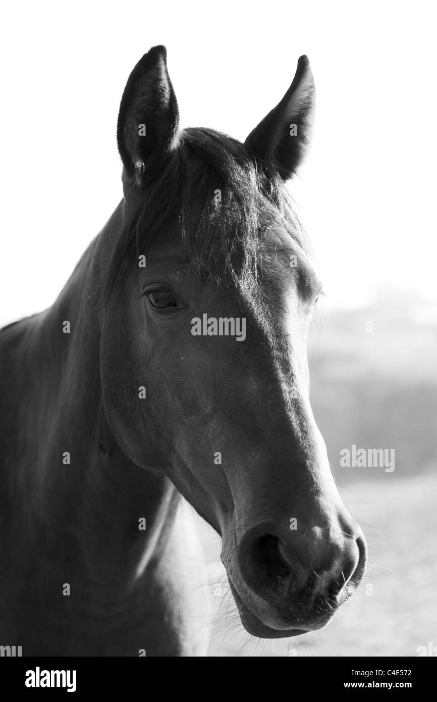 È nero bianco un ritratto di un cavallo, una testa di un animale Foto Stock
