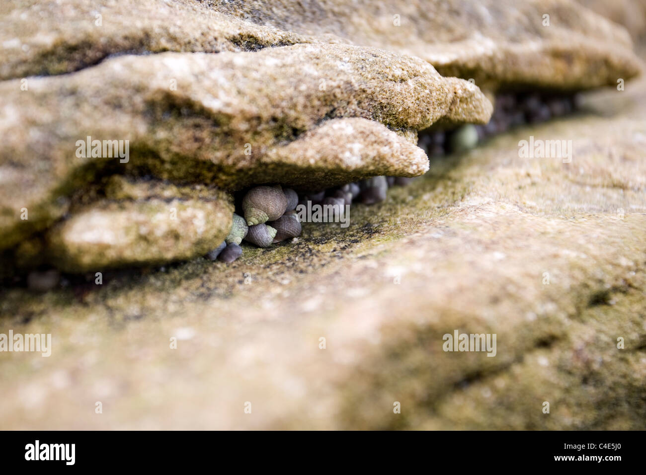 Lumache di mare nella roccia, Runswick Bay, East Coast Yorkshire, Inghilterra Foto Stock