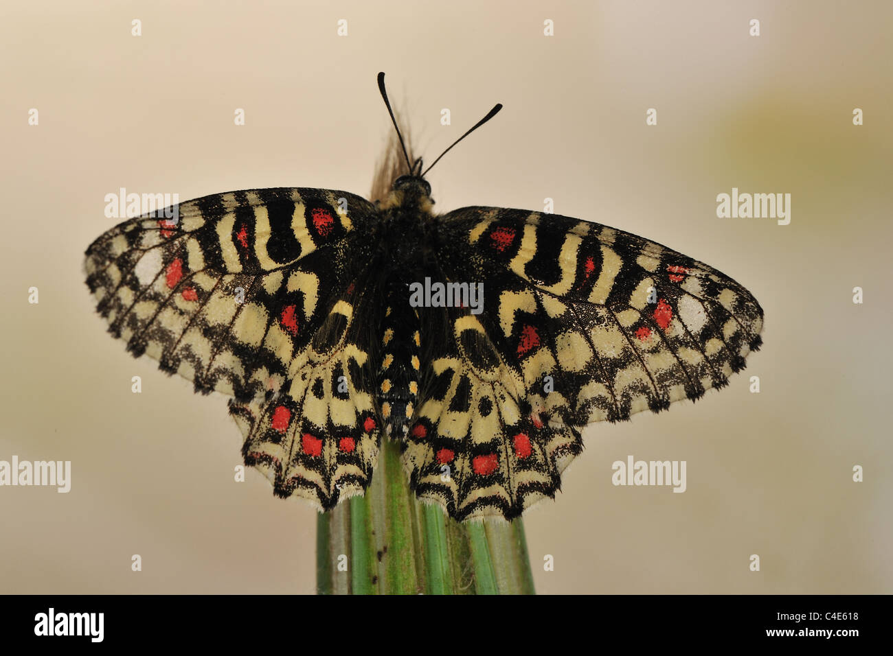 Festone spagnolo (Zerynthia rumina) in piedi con le ali aperte su un fiore a molla Foto Stock
