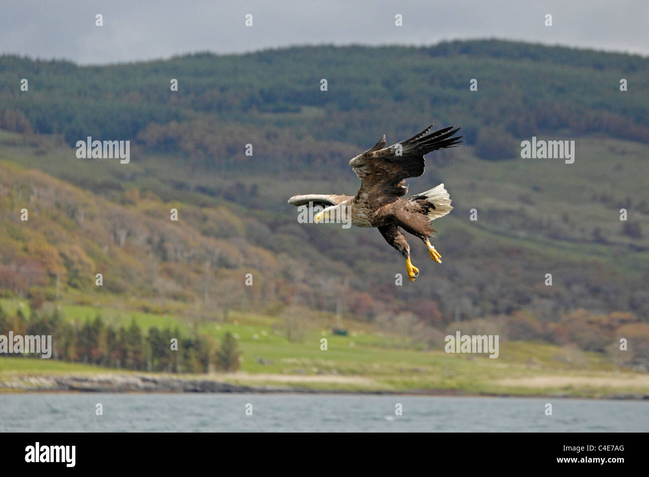 White-tailed Sea Eagle on the Isle of Mull Scotland Foto Stock