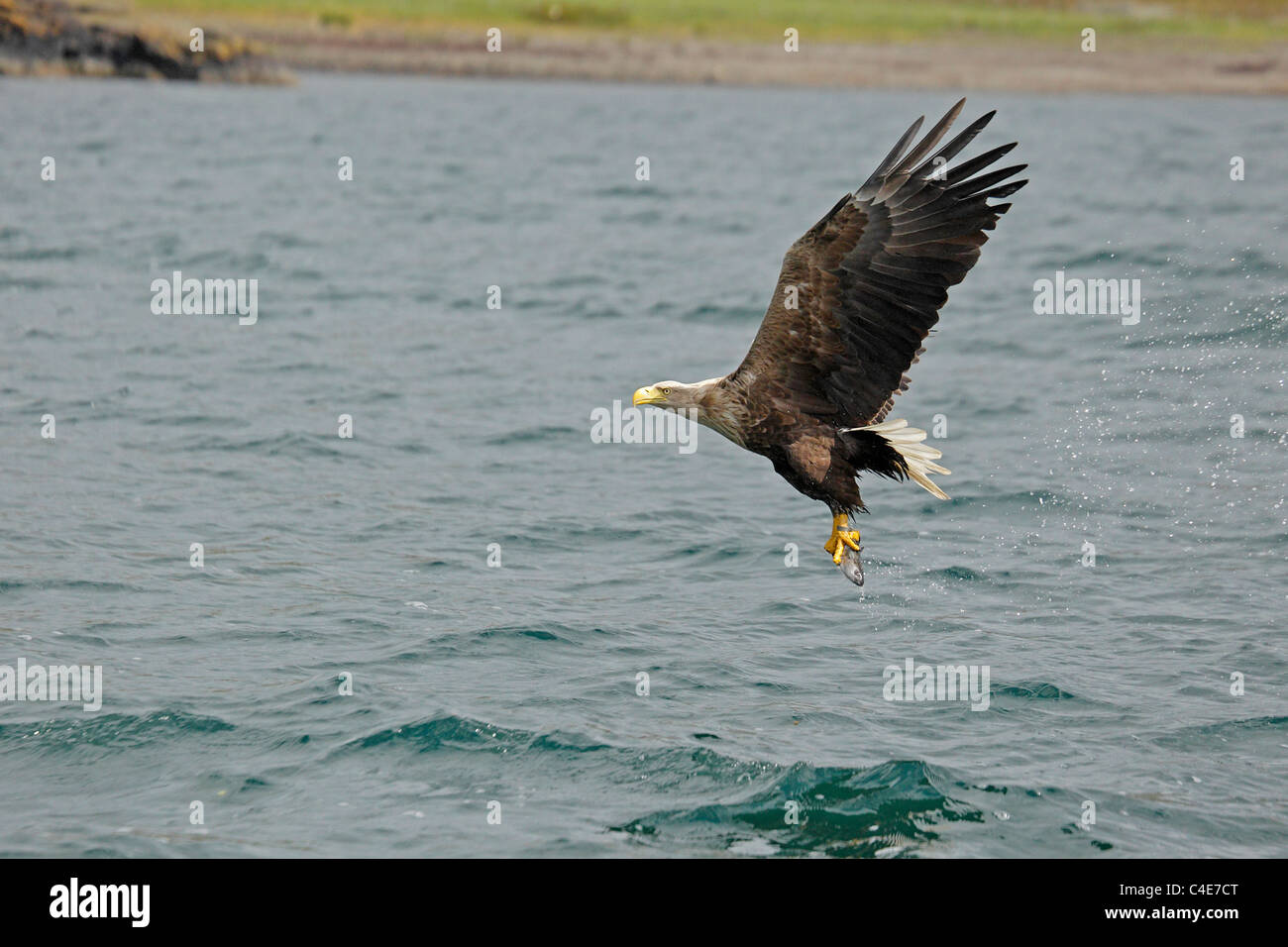 White-tailed Sea Eagle on the Isle of Mull Scotland Foto Stock