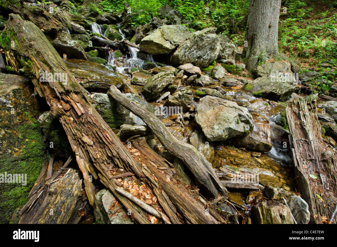 Nationalpark NP Bayerischer Wald Foresta Bavarese Mt. Falkenstein Mountain Bosco di abete rosso vacanza montagna roccia rocce morti di legno Foto Stock