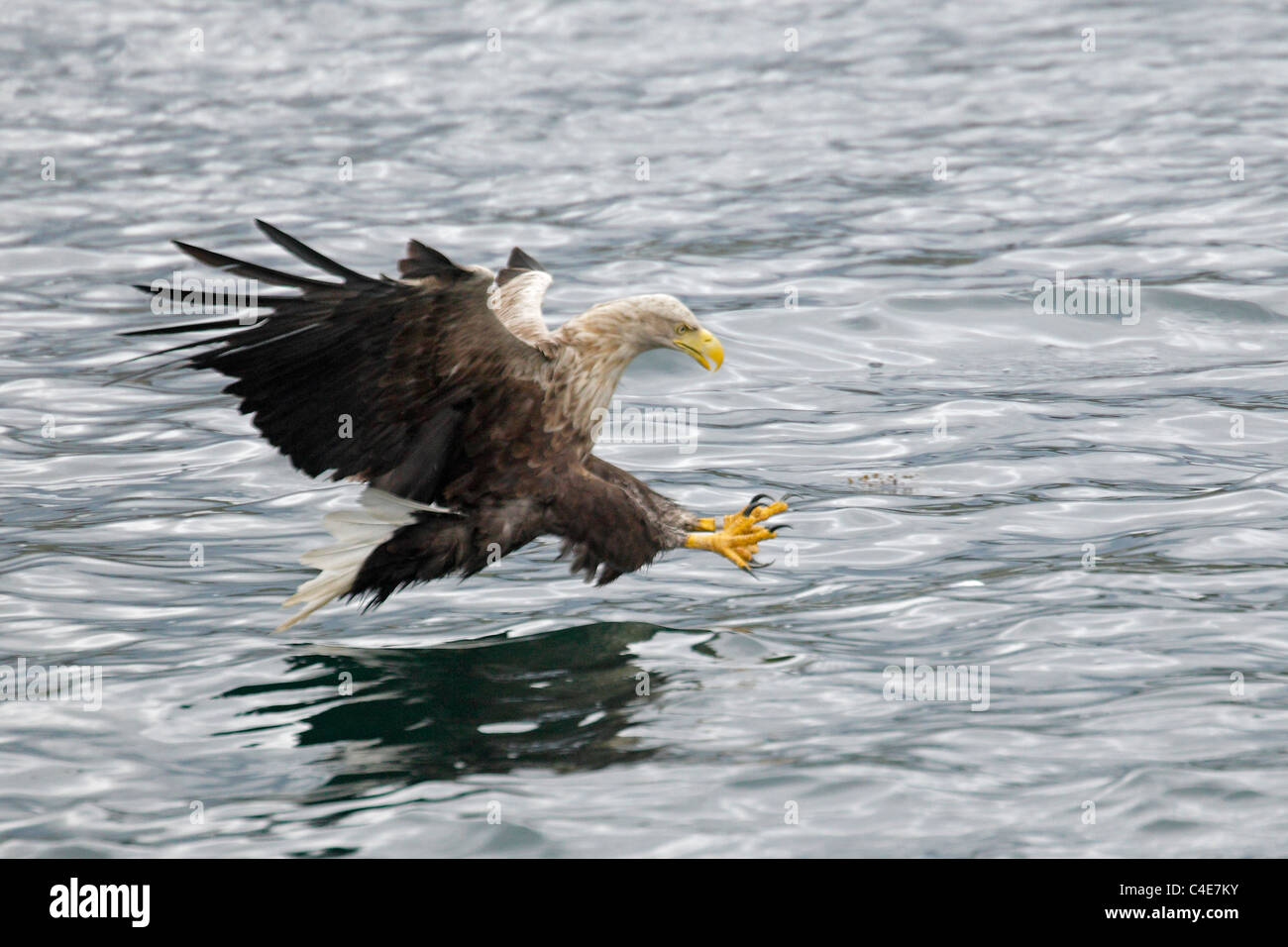 White-tailed Sea Eagle on the Isle of Mull Scotland Foto Stock