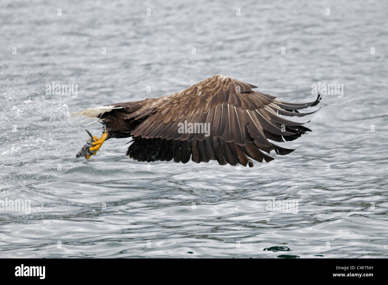 White-tailed Sea Eagle on the Isle of Mull Scotland Foto Stock