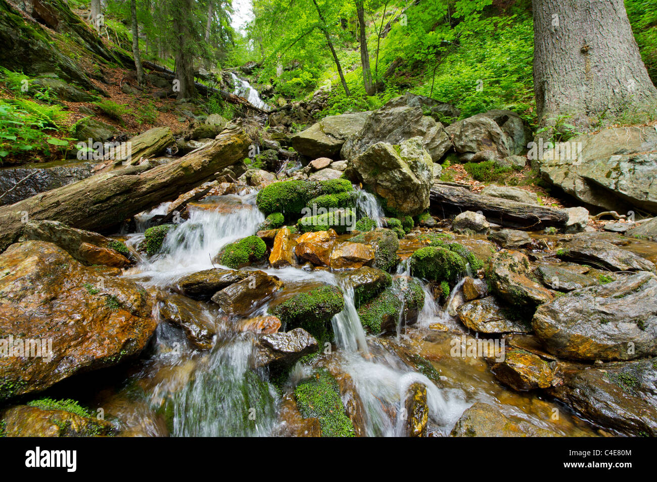 Nationalpark NP Bayerischer Wald Foresta Bavarese Mt. Falkenstein Mountain Bosco di abete rosso vacanza montagna roccia rocce morti di legno Foto Stock