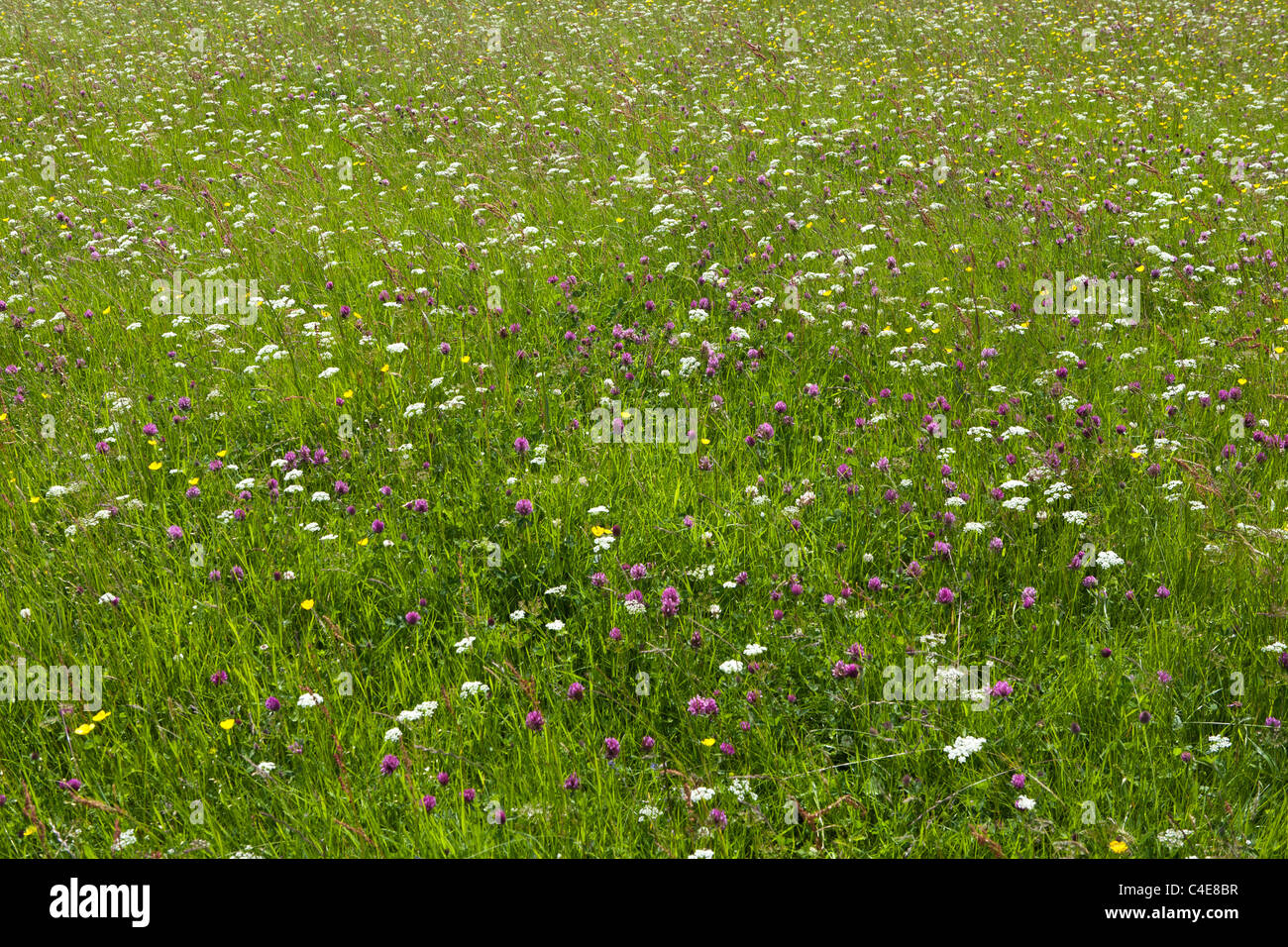 Chiudere la zona di Prato selvatico con il trifoglio, margherite e altri fiori selvatici Foto Stock