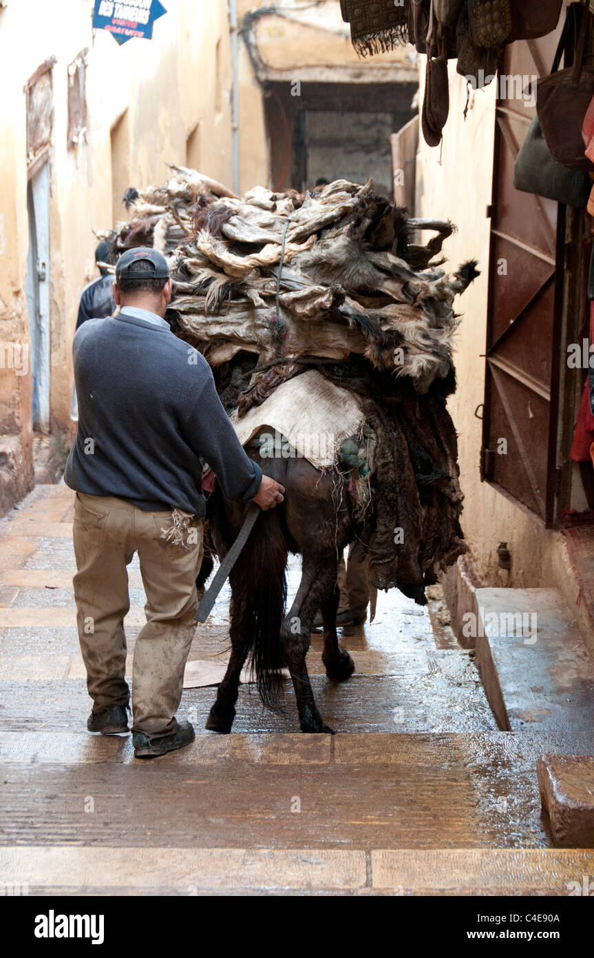 Pelli tipicamente è arrivato alla conceria essiccato rigido e sporco con il terreno e gore portati da un asino, Fes el Bali, Fez, in Marocco Foto Stock