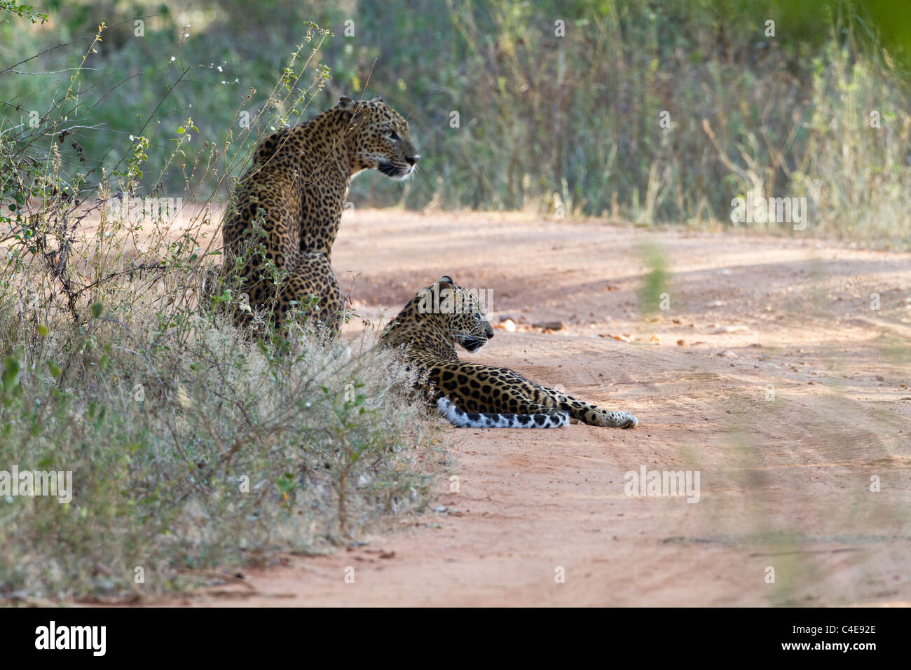 Leopard madre e cub a Yala NP, Sri Lanka Foto Stock