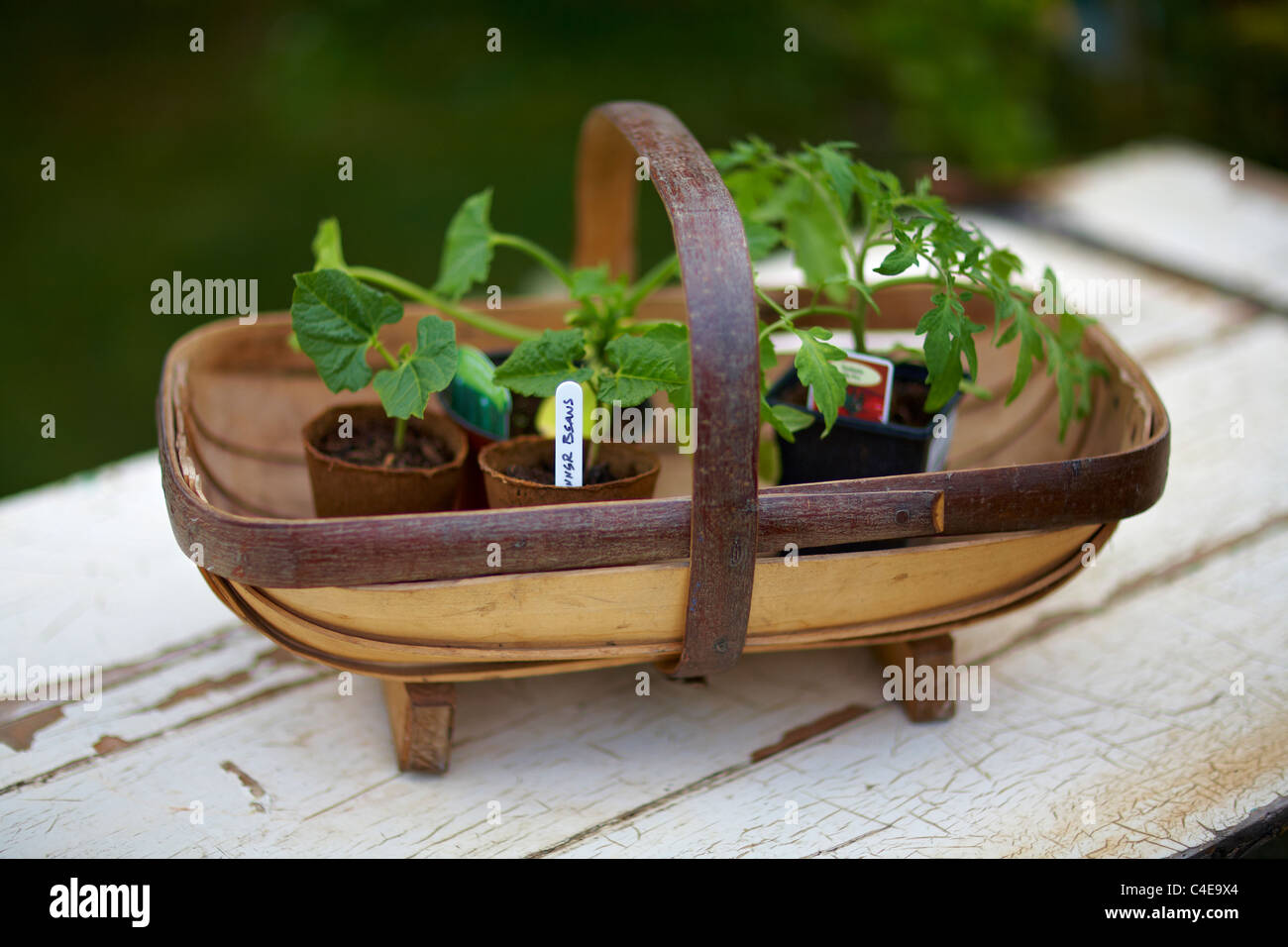 Sussex tradizionale fatto a mano giardino Trug contenente i baccelli,la zucchina e piantine di pomodoro pronto per l'impianto su Foto Stock