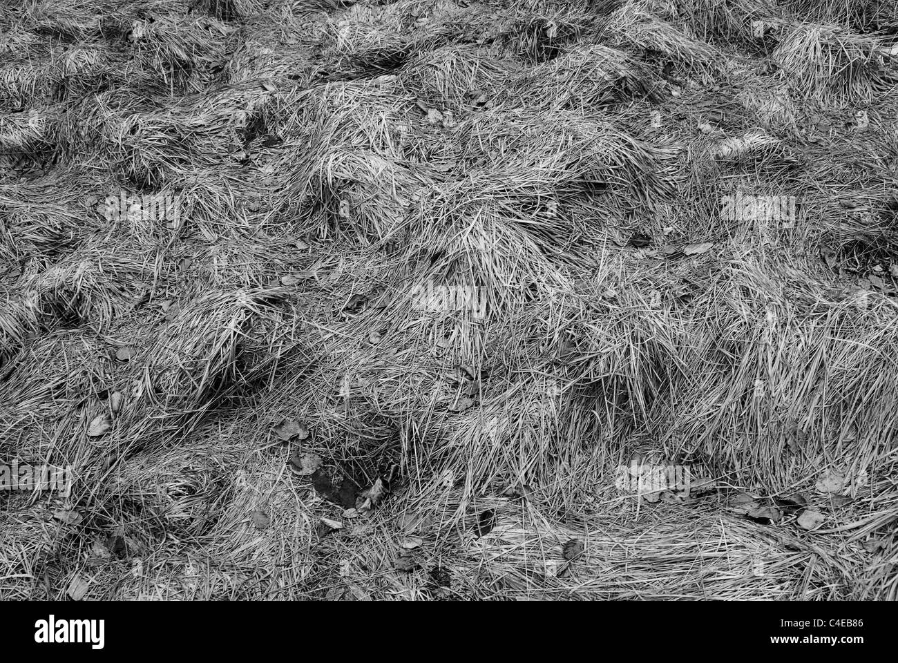 struttura dell'erba Foto Stock