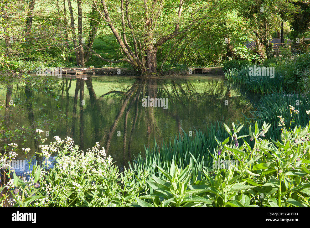 Steanbridge lago vicino Slad, Gloucestershire - in cui Laurie Lee insegnante è stato trovato annegato in 'il sidro di mele con Rosie' Foto Stock