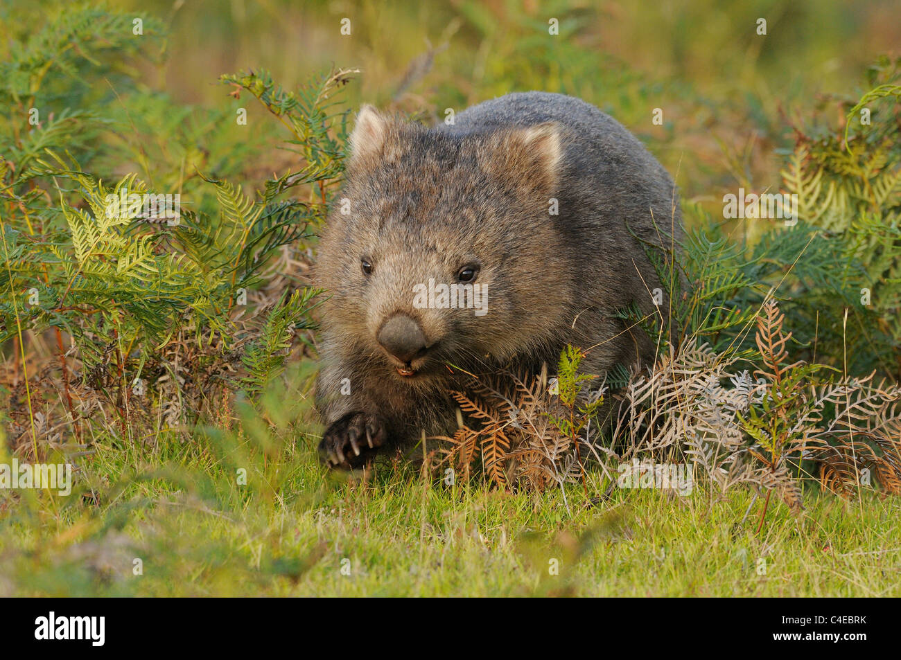Wombat comune Vombatus ursinus fotografato in Tasmania, Australia Foto Stock