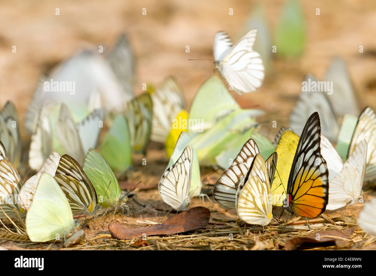 Molti pieridae farfalle raccolta di acqua sul pavimento, kaeng krachan national park, Thailandia Foto Stock