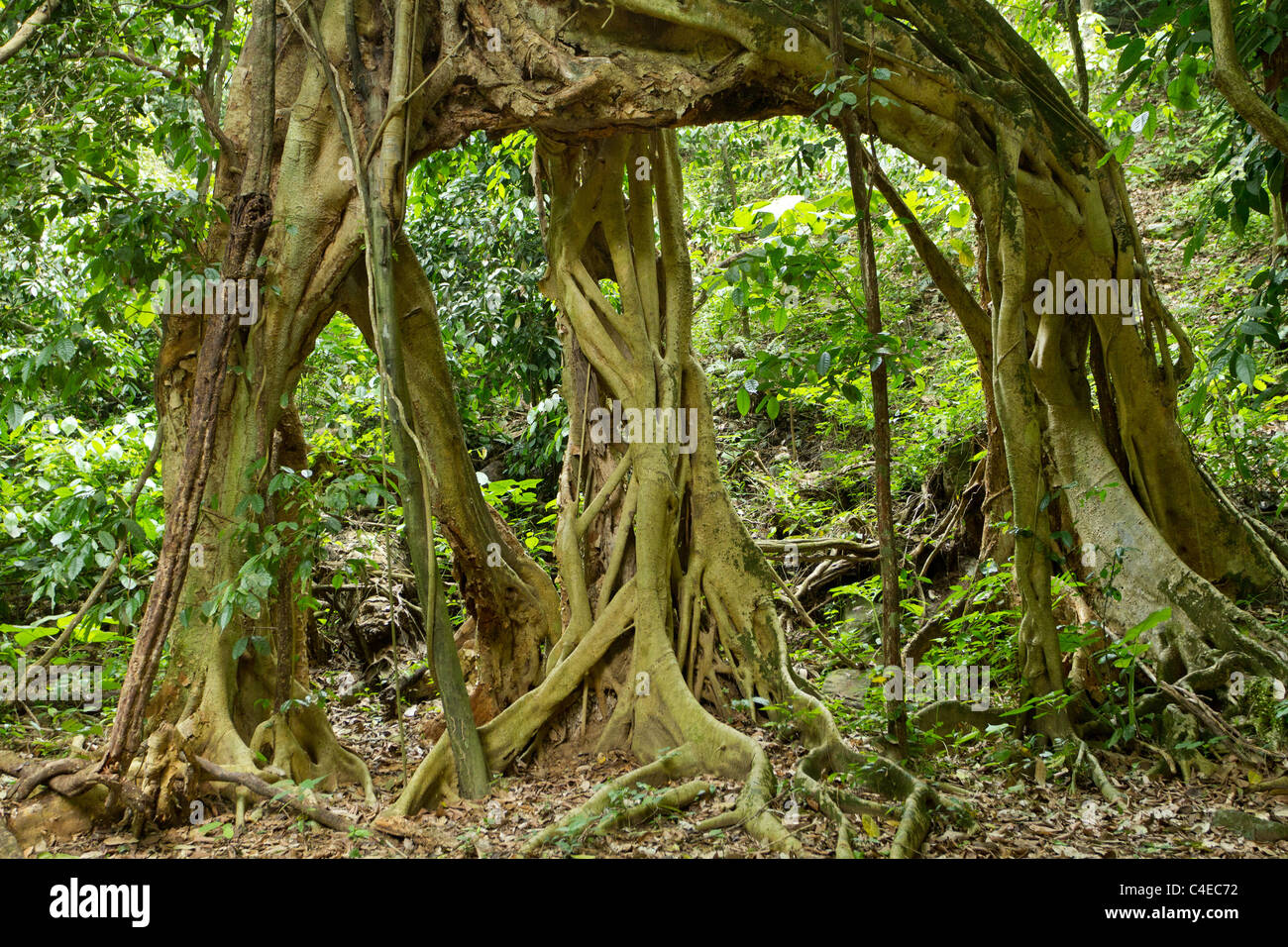 Grandi alberi di fico radici nella foresta pluviale tropicale, kaeng krachan national park, Thailandia Foto Stock