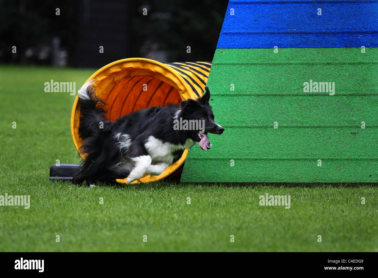 Border Collie cane in allenamento per l'agilità di uscire dal tunnel con alta velocità Foto Stock Border Collie cane in allenamento per l'agilità di uscire dal tunnel con alta velocità Foto Stock