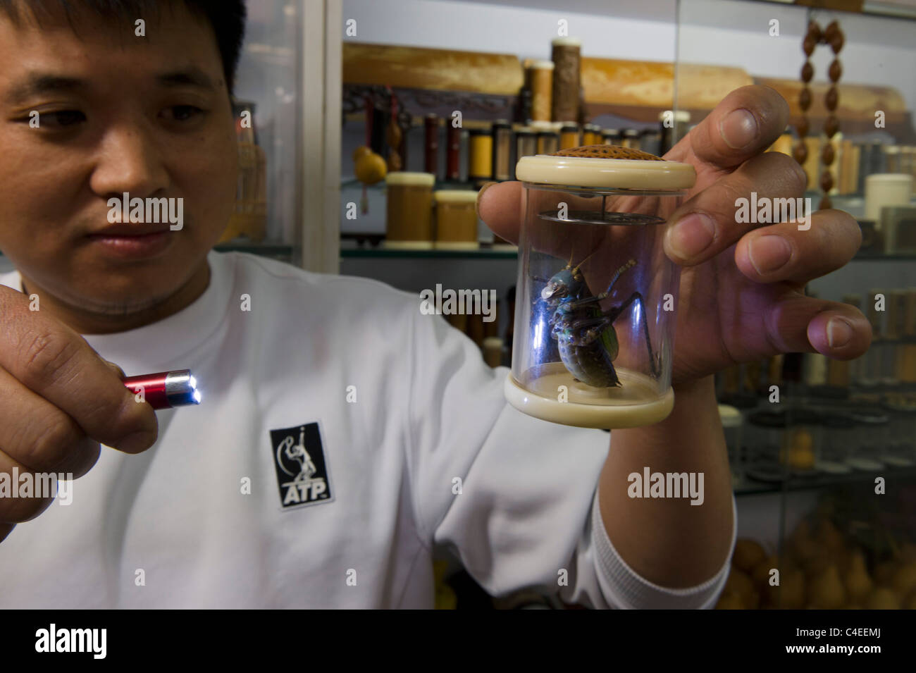 Grilli per la vendita presso il Bird e Mercato di insetto, Xizang Road, Shanghai, Cina. Proprietario di stallo esamina un insetto con torcia. Foto Stock