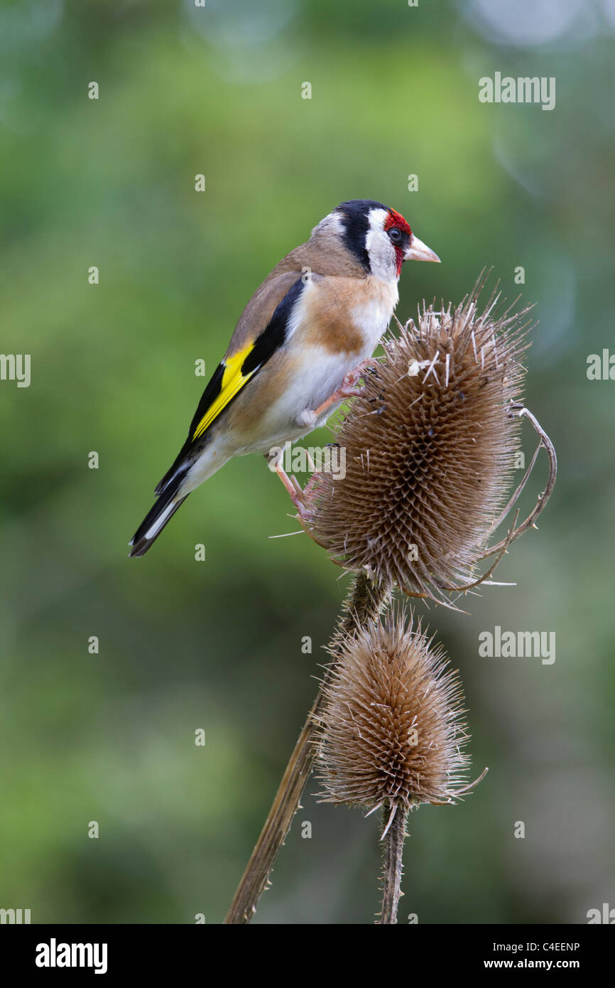 Un Cardellino (Carduelis carduelis) su un seme Teasel testa. Foto Stock