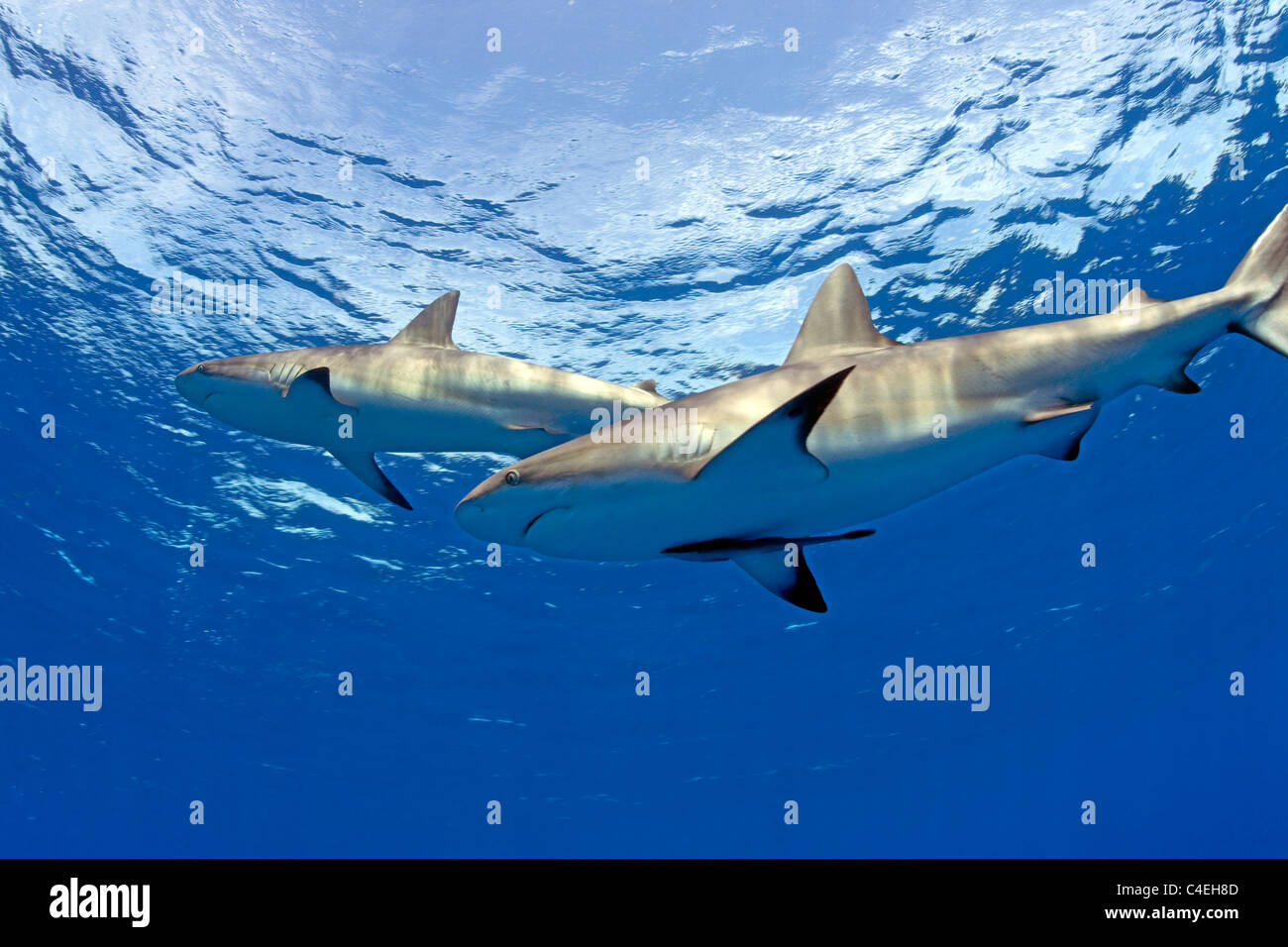 Caribbean Reef Shark a Jardines de la Reina a Cuba. Foto Stock