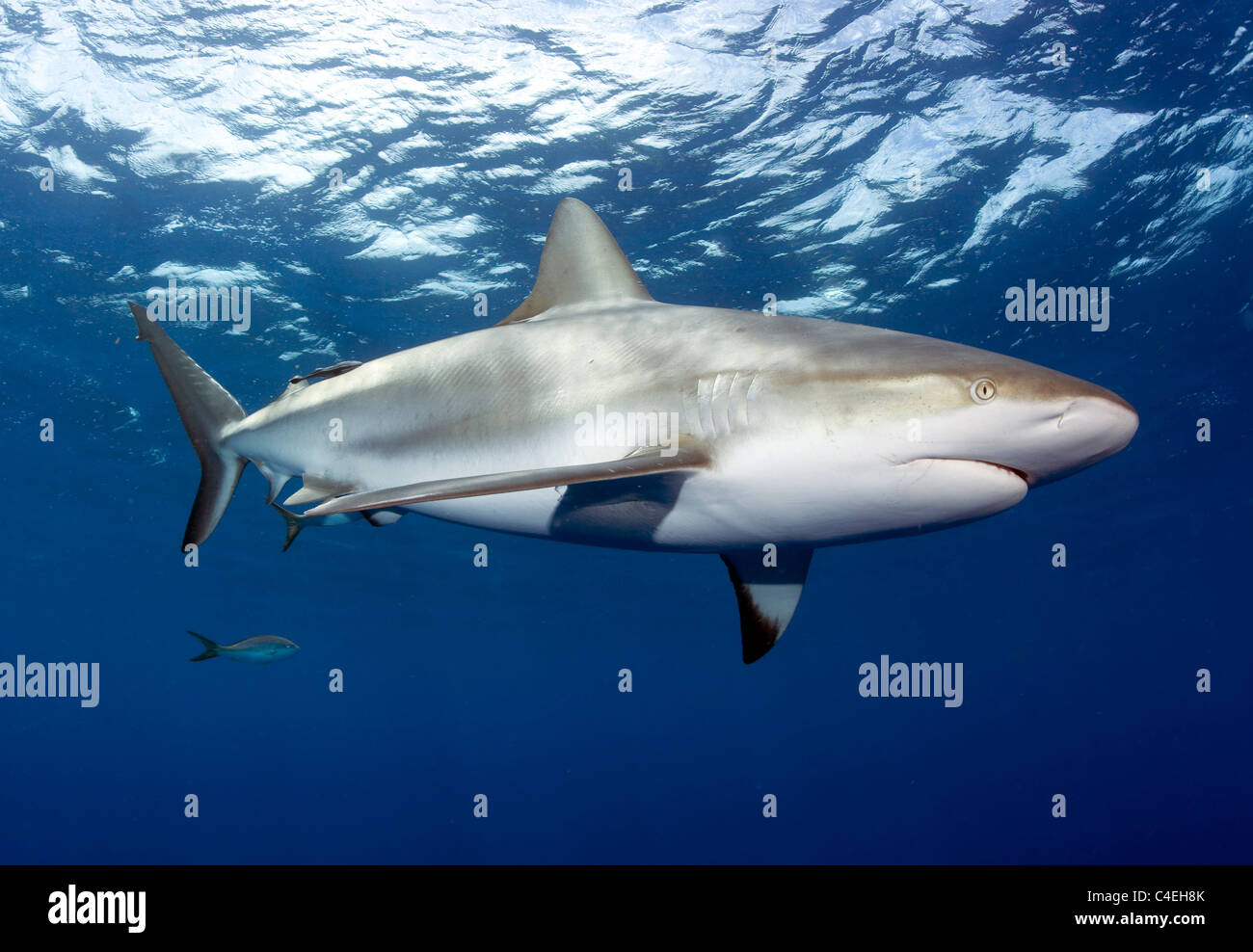 Caribbean Reef Shark a Jardines de la Reina a Cuba. Foto Stock
