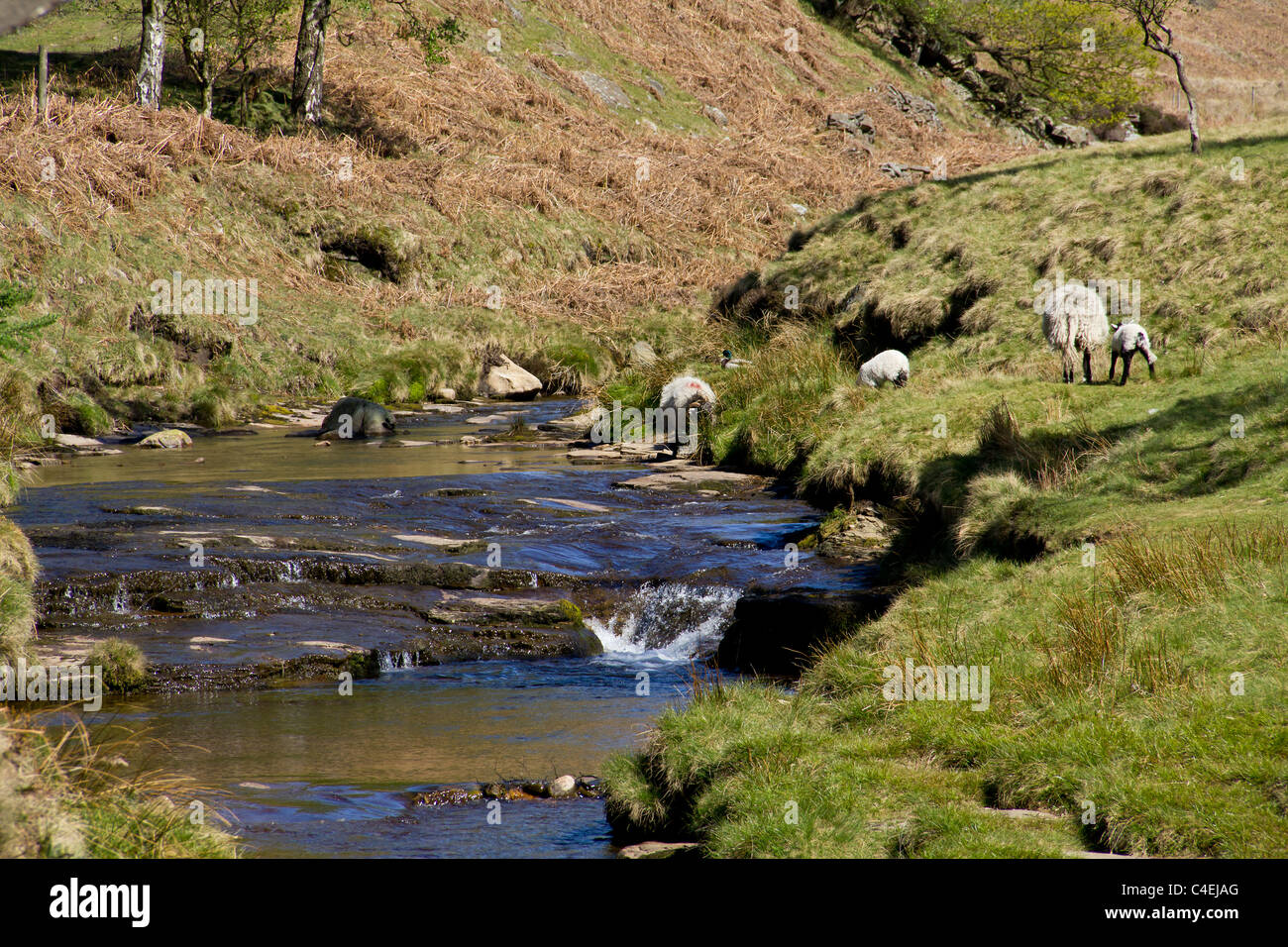 Il neonato fiume Derwent cade allegramente sul suo modo di essere inghiottito nel Ladybower serbatoi in Peak District Foto Stock