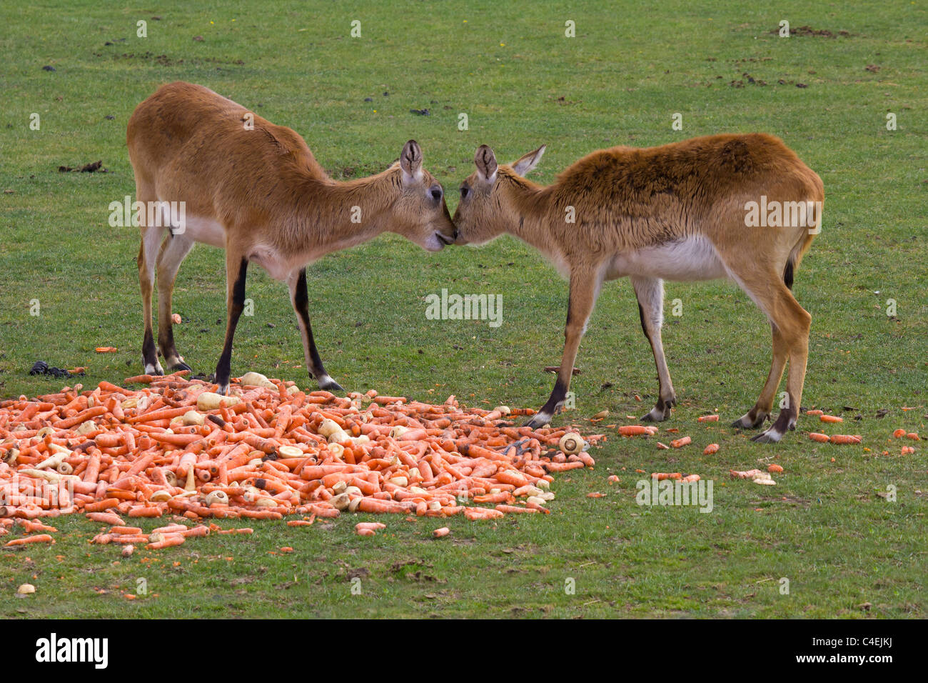 Due Lechwe saluto ogni altra con quello che appare come un affettuoso bacio nella mia mente Foto Stock Due Lechwe saluto ogni altra con quello che appare come un affettuoso bacio nella mia mente Foto Stock
