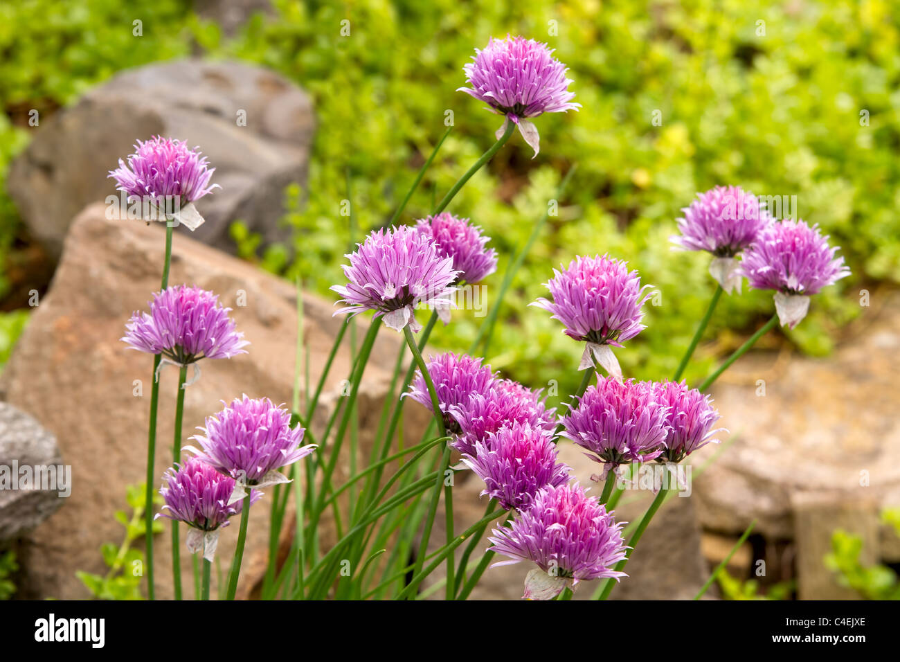 Aglio erba cipollina fioriture dei fiori nel giardino di erbe aromatiche Foto Stock