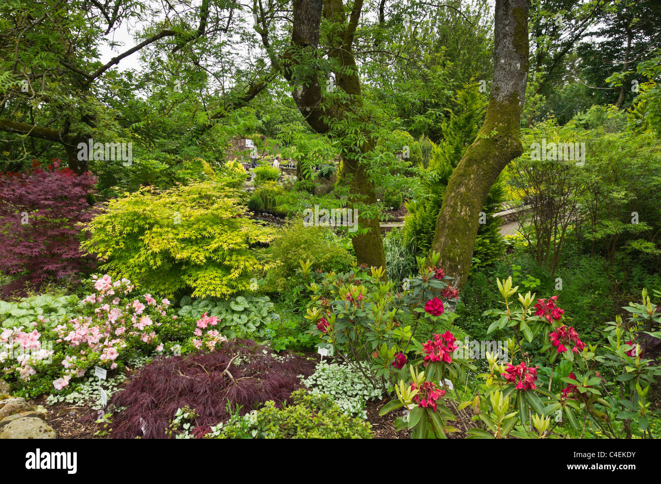 Hetland Centro giardino, Carrutherstown, Dumfries Scozia - la vecchia area di Orchard. Arbusti fioriti. Foto Stock