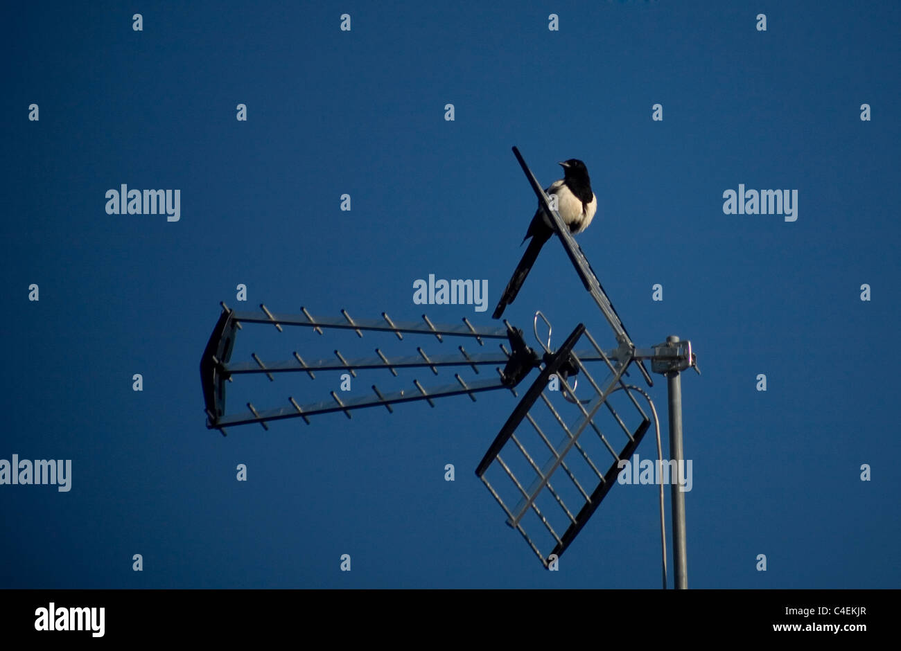 Una gazza o urraca bird (Pica pica)posatoi in una antenna TV lungo la via francese che porta a Santiago de Compostela, Spagna Foto Stock
