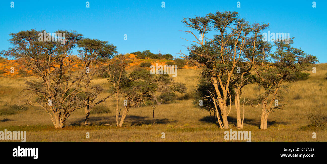 Alberi nel Kalahari Foto Stock