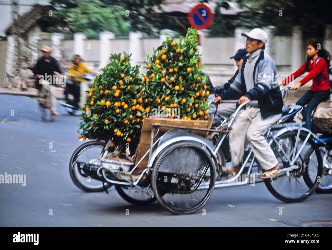 Kumquat alberi essendo consegnato per il Tet Nguyen Dan o in vietnamita capodanno nuovo anno lunare festival, Hanoi, Vietnam Foto Stock