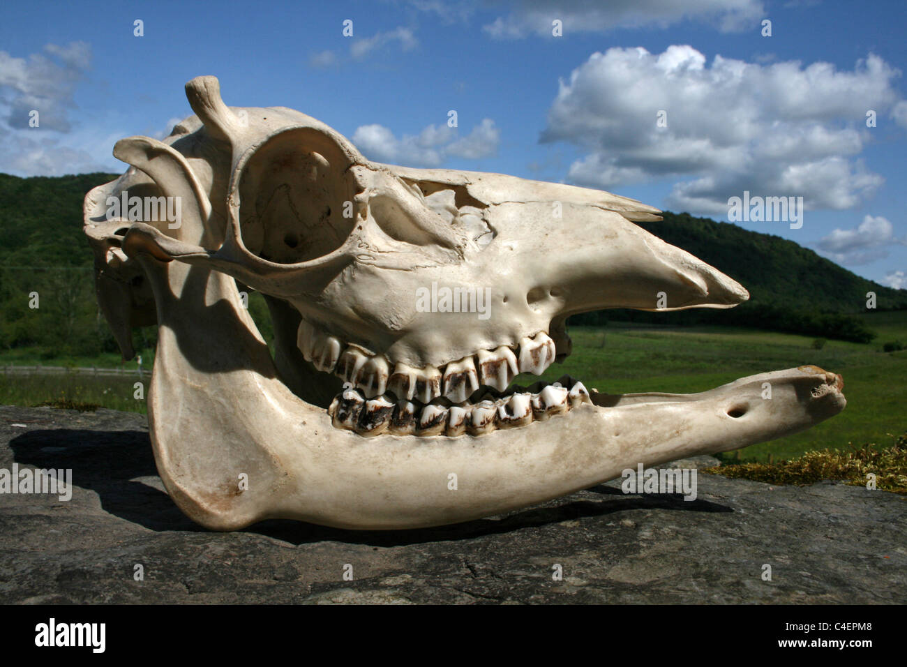 'Hummel' Red Deer Stag cranio - una condizione per cui i cervi non riescono a sviluppare peduncoli sul cranio e quindi non sono in grado di crescere i palchi Foto Stock