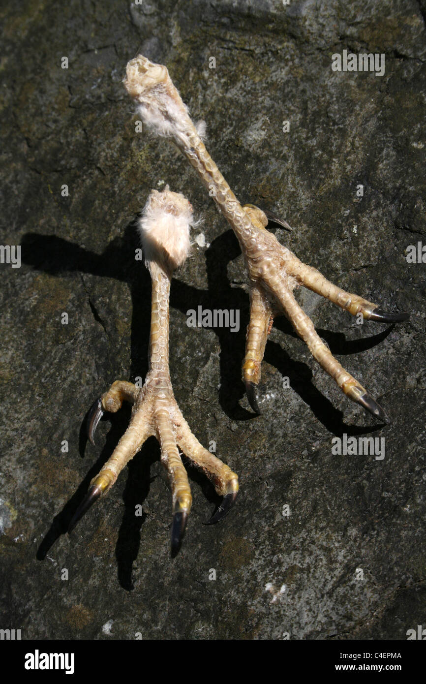 Piedi e artigli di un comune Gheppio Falco tinnunculus, Cumbria, Regno Unito Foto Stock