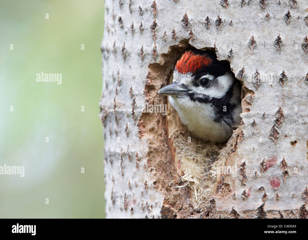 Picchio rosso maggiore (Picoides major, Dendrocopos major), Adulto guardando fuori dal foro di nidificazione in tronco di albero. Foto Stock
