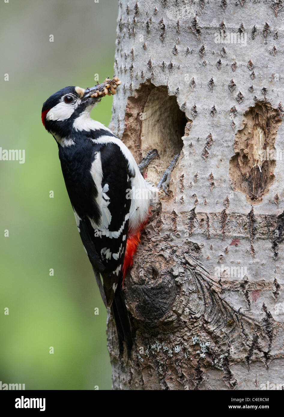 Picchio rosso maggiore (Picoides major, Dendrocopos major), Adulto portando gli insetti ai suoi pulcini nel foro di nidificazione. Foto Stock